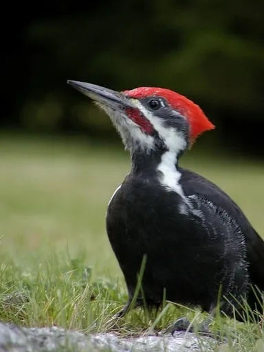 Quel oiseau figure sur la photo?