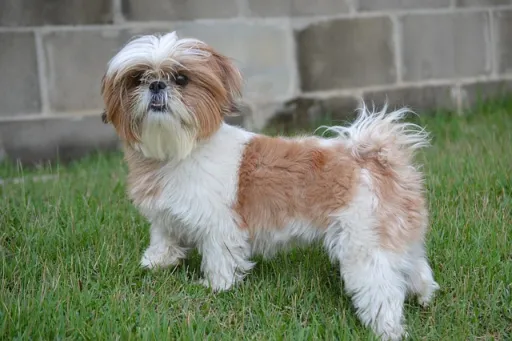 Quelle race de chien vois-tu sur la photo?